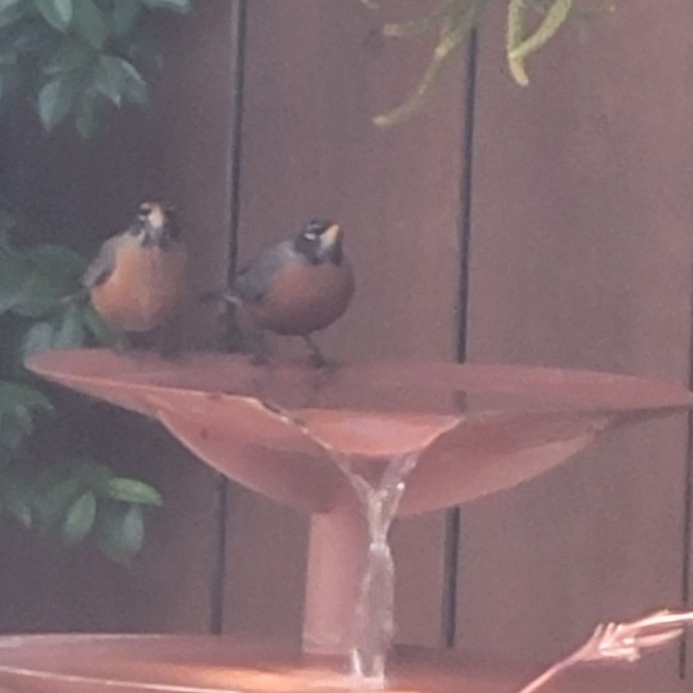Beaver Creek Aquatics - Robins on fountain - Aquarium Services Near Me - Santee, California