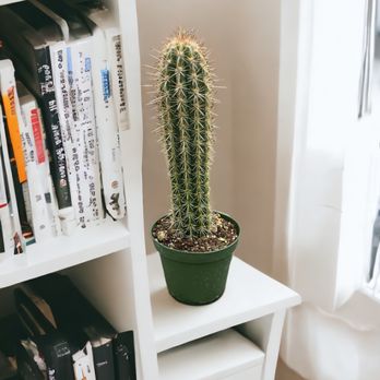 Platt Hill Nursery - Add a cactus to your indoor living space this winter. - Nurseries & Gardening Near Me - Bloomingdale, Illinois