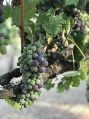 Suisun Creek Winery by null