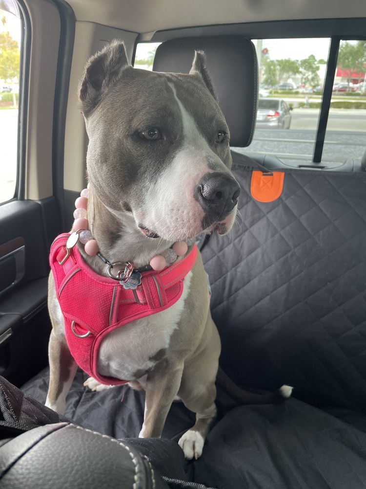 THE VILLAGE PETS PET SITTING AND PET CARE Updated September 2024