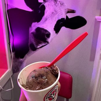 Moo Moo Cows - Single Scoop - Ice Cream & Frozen Yogurt Near Me - Baltimore, Maryland