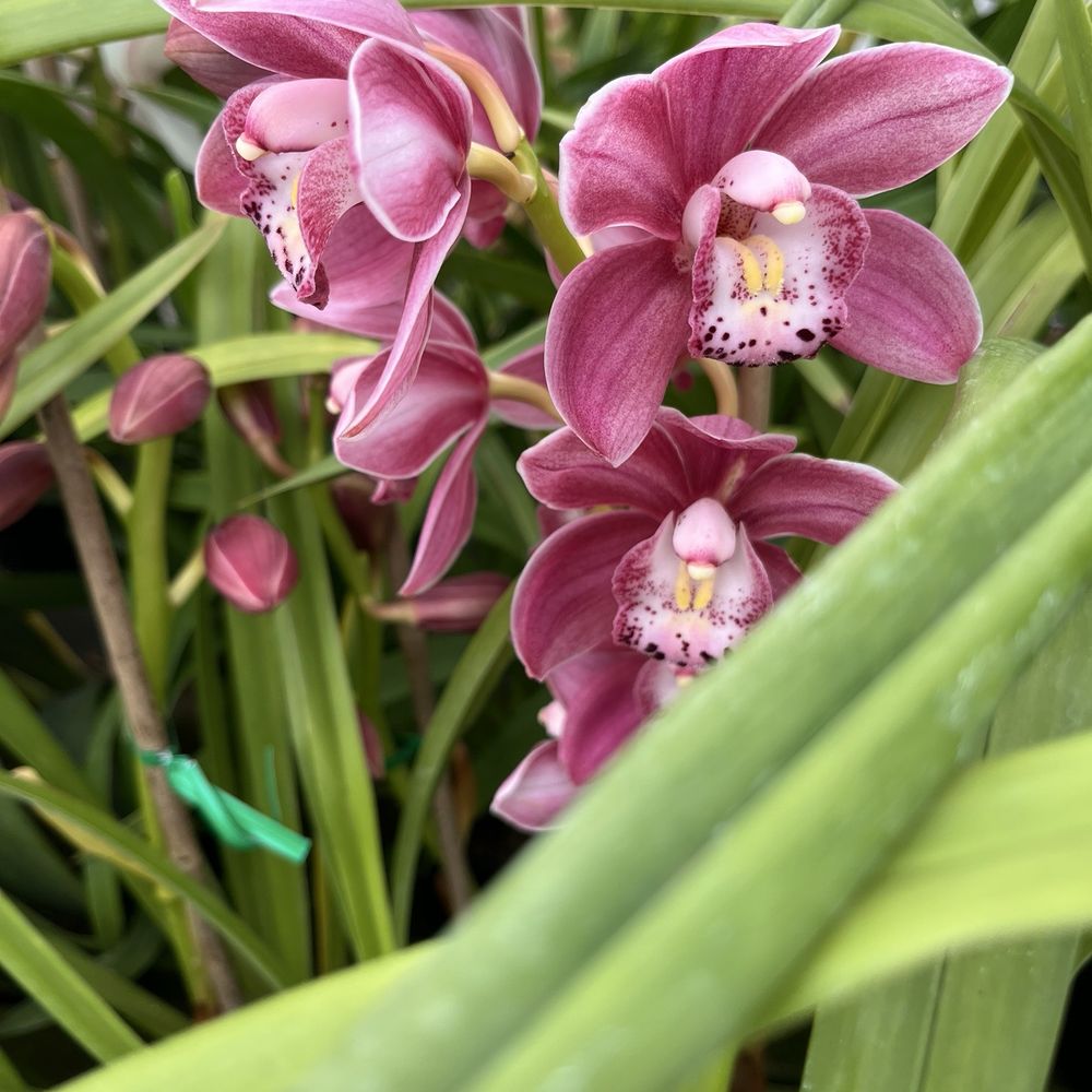 Gallup & Stribling Orchids - Visitor Centers Near Me - Carpinteria, California
