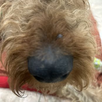 Fullerton Regional Veterinary Hospital - Rip - Veterinarians Near Me - Fullerton, California