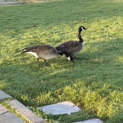 Aviation Park - Just some Canadian geese, eh?