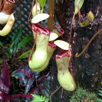 Volcano Village Lodge - Pitcher plant growing along our path - Bed & Breakfast Near Me - Volcano, Hawaii Volcano Village Lodge - Pitcher plant growing along our path - Bed & Breakfast Near Me - Volcano, Hawaii