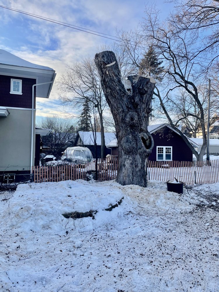 SavATree Hopkins - tree service in Hopkins, MN