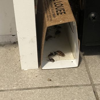 Mimico Estates - I had roach motels everywhere in my apartment - Apartments Near Me - Toronto, Ontario Mimico Estates - I had roach motels everywhere in my apartment - Apartments Near Me - Toronto, Ontario