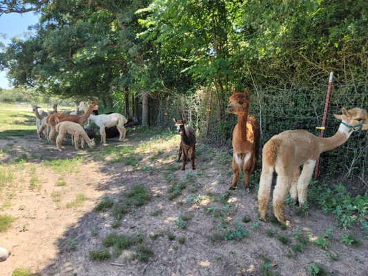 Hummers Homestead Alpacas