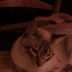 Het Ukulele Paradijs