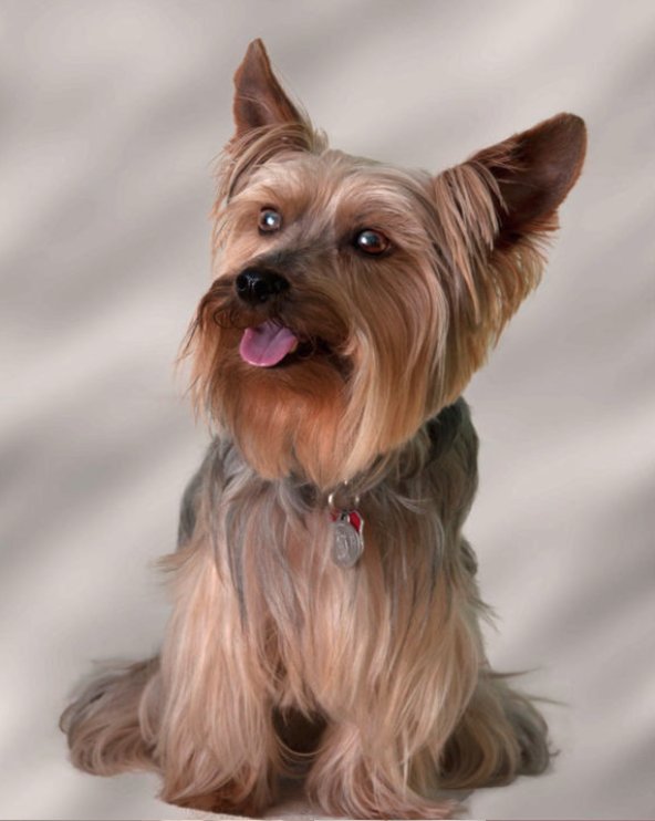 CRITTER SITTERS Updated August 2024 Request Information Spring