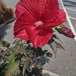 Midtown Market And Garden