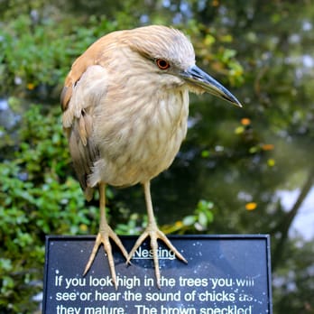 Brookgreen Gardens - Museums Near Me - Murrells Inlet, South Carolina