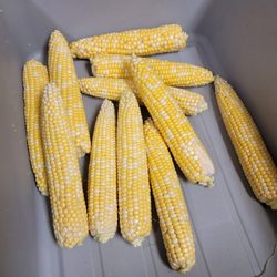 Jumbo's Burgers Wings & More - Fresh corn