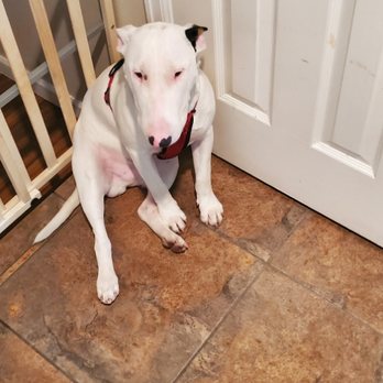Bark Busters Home Dog Training - Denver - Training can be exhausting for dogs! - Pet Training Near Me Bark Busters Home Dog Training - Denver - Training can be exhausting for dogs! - Pet Training Near Me