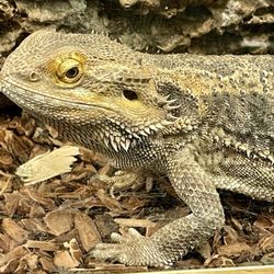 Bug & Reptile Museum