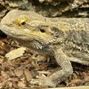 Bug & Reptile Museum gift card