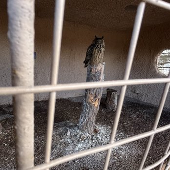 Raptor Ranch - This owl was in a bigger cage. It was dirty, no enrichment toys, no clean water. - RV Parks Near Me - Williams, Arizona