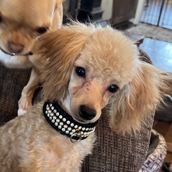 Precious Puppy Paws - Pet Stores Near Me - Winnsboro, Texas Precious Puppy Paws - Pet Stores Near Me - Winnsboro, Texas
