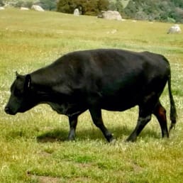 The big bull daddy The big bull daddy