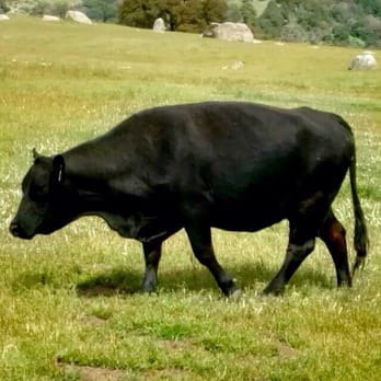 Santa Ysabel Preserves - The big bull daddy - Hiking Near Me - Julian, California Santa Ysabel Preserves - The big bull daddy - Hiking Near Me - Julian, California