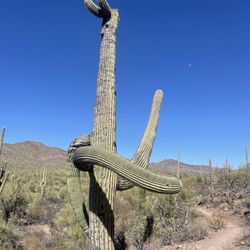 Tucson Mountain Park - Dancing Saguaro