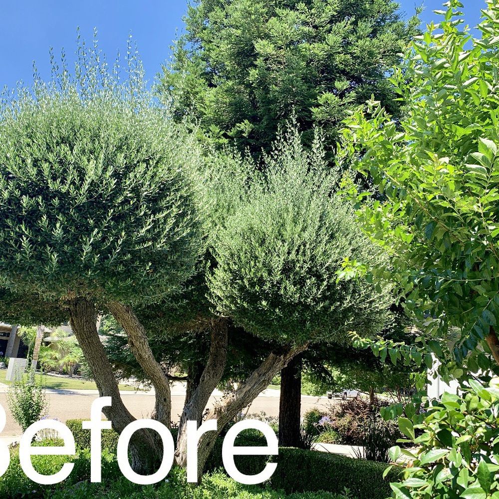 Cal Roots - Before... overgrown olive trees - Tree Services Near Me - Modesto, California