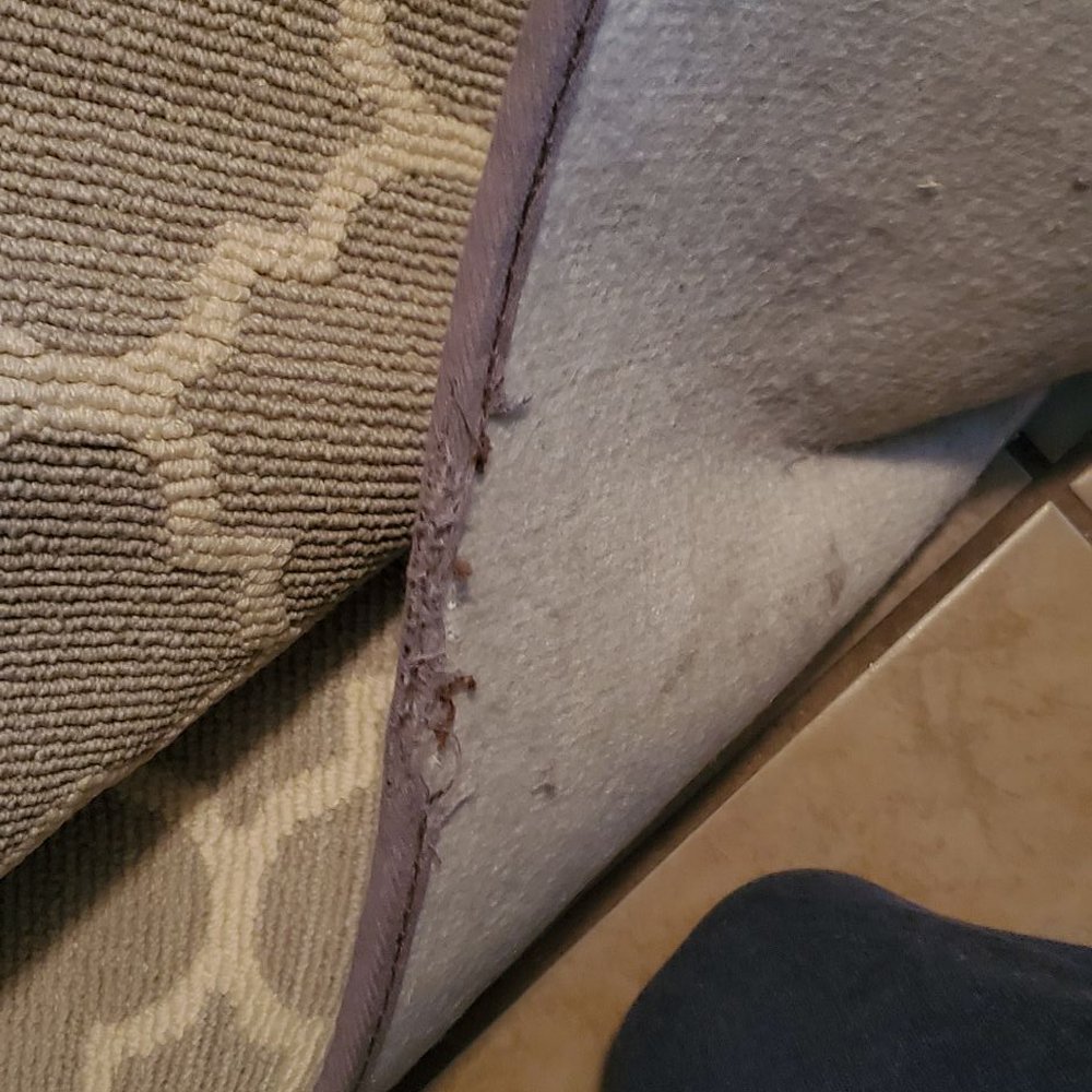 The Carpet Store - This stitching was the worst part of it. - Carpeting Near Me - Sylmar, California The Carpet Store - This stitching was the worst part of it. - Carpeting Near Me - Sylmar, California