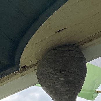 Great Lakes Exterminating - Closer view, very active. - Pest Control Near Me - Cheektowaga, New York