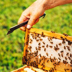 Pop Pops Apiaries