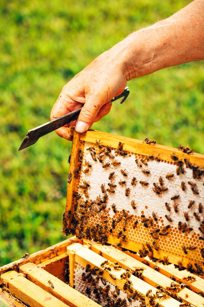 Pop Pops Apiaries - beekeeping in Griffin, GA