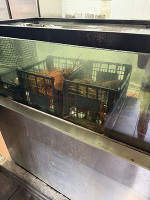 La Cocedora De Langosta by null