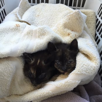 The Kitty Clinic - This is Thelma and Louise while they were at the clinic. - Veterinarians Near Me - Clinton Township, Michigan The Kitty Clinic - This is Thelma and Louise while they were at the clinic. - Veterinarians Near Me - Clinton Township, Michigan