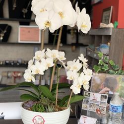 Victoria's Flower Shop - Orchids and succulents