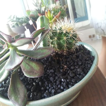 Paiko - Succulents in black gravel, perfect for an office! - Florists Near Me - Honolulu, Hawaii Paiko - Succulents in black gravel, perfect for an office! - Florists Near Me - Honolulu, Hawaii