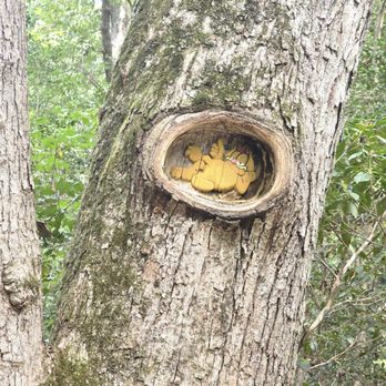 Tom Rhodes Tree Carving Trail - Hiking Near Me - Warsaw, Virginia