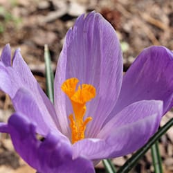 Deer Park - Crocus