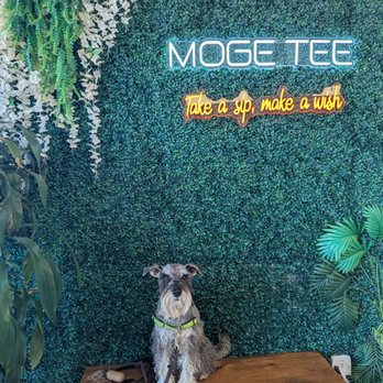 Moge Tee - Bubble Tea Near Me - San Diego, California Moge Tee - Bubble Tea Near Me - San Diego, California