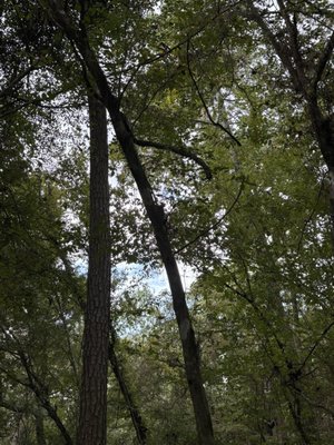 George Mitchell Nature Preserve by null