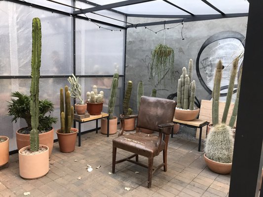 Cactus Store by null
