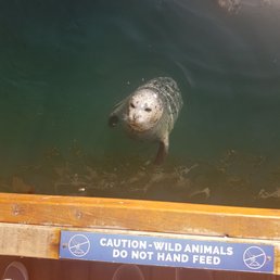 Hello. Id like some herring Hello. Id like some herring