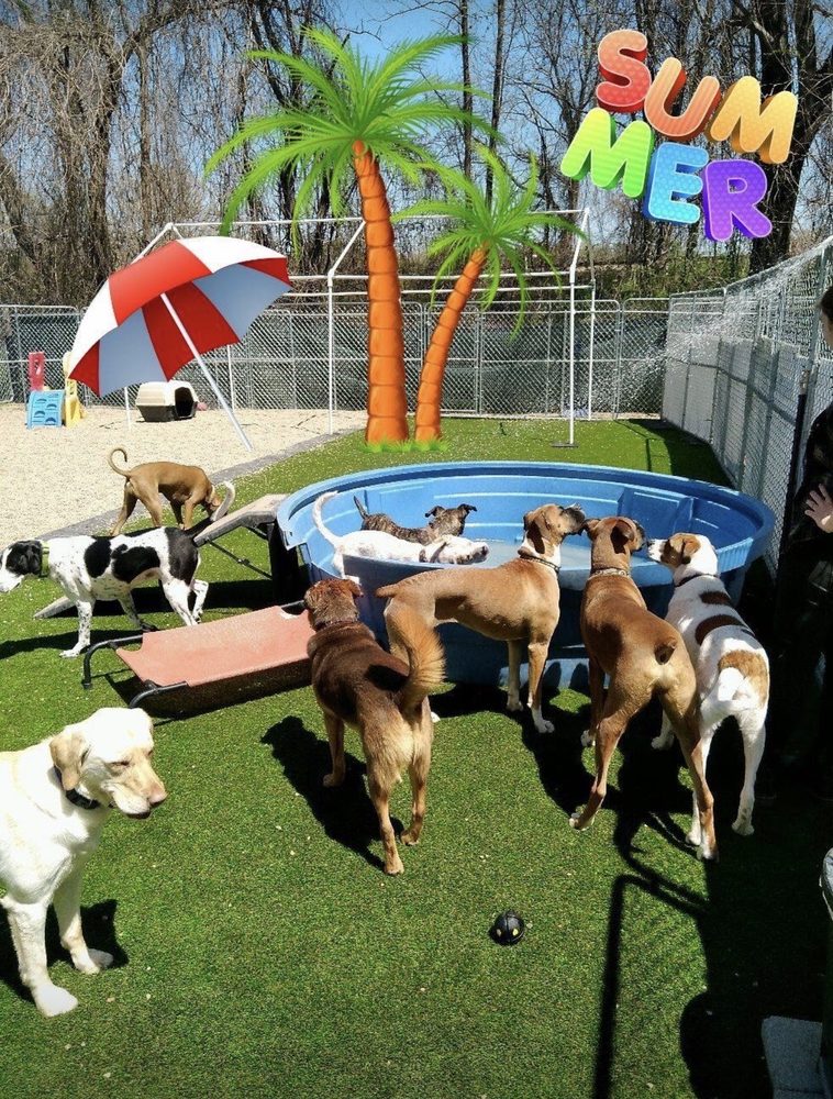 A DOG’S DAY OUT 20 Photos & 13 Reviews 942 Maple St, Hendersonville