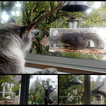 Pet Barn - Tasty bird seed, bulk peanuts for the squirrels along with litter and food for my kitties! - Pet Stores Near Me - Portland, Oregon Pet Barn - Tasty bird seed, bulk peanuts for the squirrels along with litter and food for my kitties! - Pet Stores Near Me - Portland, Oregon