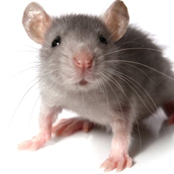 Alleviate Pest Control - Pest Control Near Me Alleviate Pest Control - Pest Control Near Me