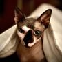 Photo of Lenoir County SPCA