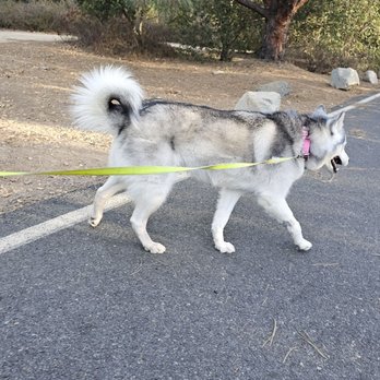 Orange County Dog Barber - Pet Groomers Near Me Orange County Dog Barber - Pet Groomers Near Me