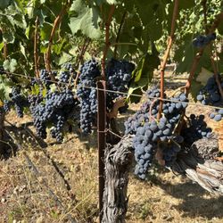 Nello Olivo Wines