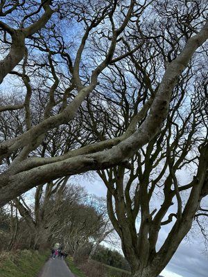 The Dark Hedges by null