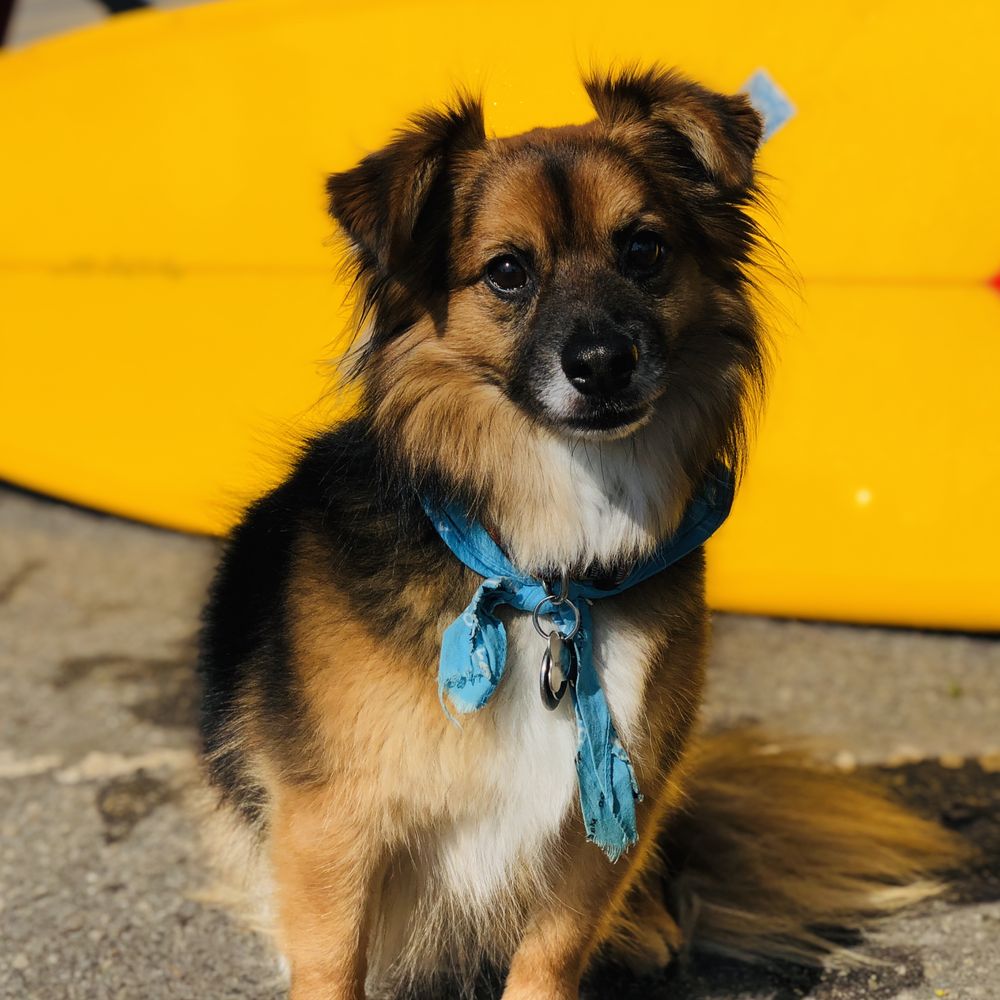 Custom Surfboards by Michel Junod - Sporting Goods Near Me - Santa Cruz, California Custom Surfboards by Michel Junod - Sporting Goods Near Me - Santa Cruz, California