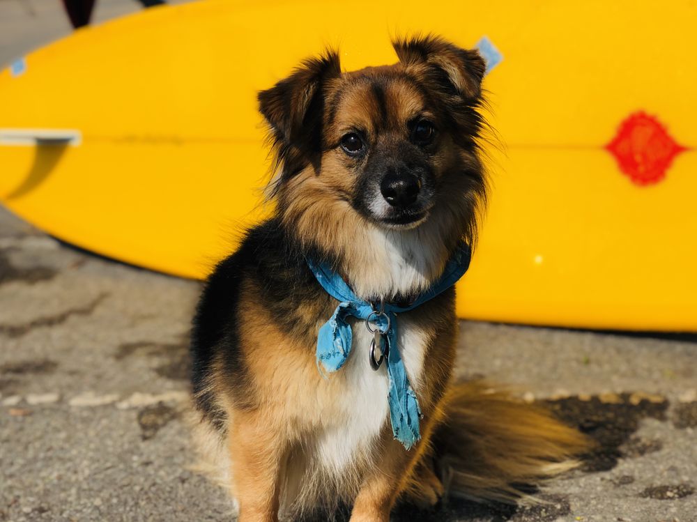 CUSTOM SURFBOARDS BY MICHEL JUNOD Updated September 2024 13 Photos