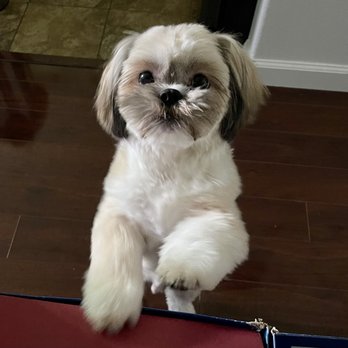 J Grooming Studio - Mochi's first trip to a pet groomer and he LOVES it - Pet Groomers Near Me - Ewa Beach, Hawaii